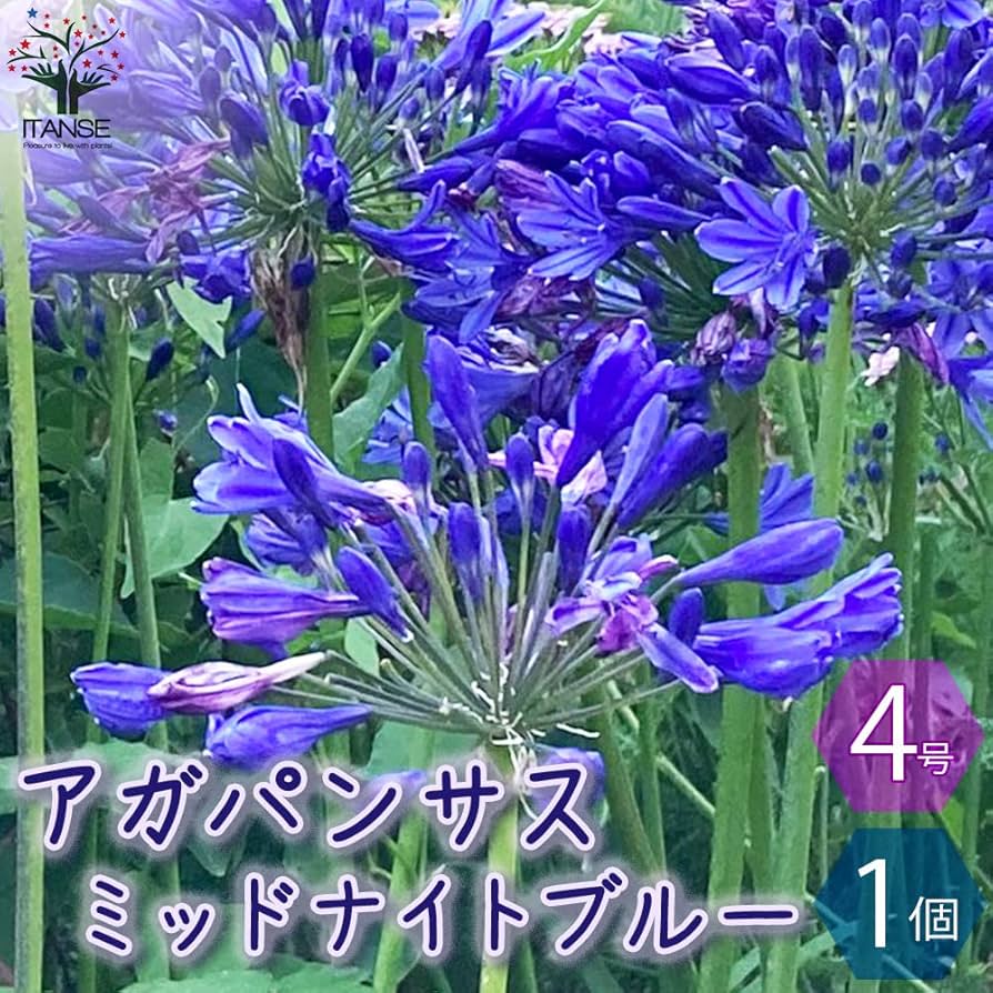 アガパンサス　ブラック系　4苗 アガパンサス：ブラックパンサー4号ポット の通販 | 園芸ネット